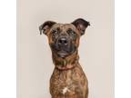 Adopt Lasso a Mixed Breed