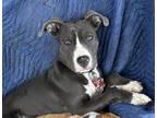 Adopt Silver a American Staffordshire Terrier