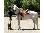 13 year old white Azteca dream horse, amazingly well trained