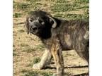 Adopt Cujo a Australian Shepherd, Standard Poodle