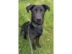 Adopt Phantom a Retriever, Mixed Breed