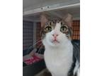 Adopt Glenn a Domestic Short Hair