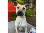 Adopt Miles a Mixed Breed