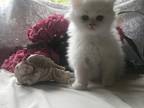 Beautiful and Sweet Persian Kittens