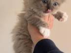 Mink Seal Point Mitted Female