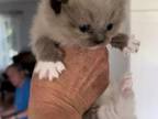 Mink Seal Point Mitted Male