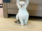 White Devon Rex Babies