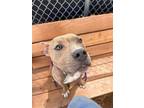 Adopt FILI a Pit Bull Terrier