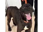 Adopt Rocky a Black Labrador Retriever, Labrador Retriever