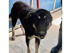 Adopt Gumby a German Shepherd Dog