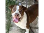 Adopt Chocolate Cupcake / 57807 a Pit Bull Terrier, Mixed Breed