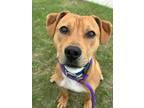 Adopt Chester a Pit Bull Terrier, Mixed Breed
