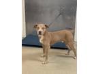 Adopt Mitch a Pit Bull Terrier, Mixed Breed