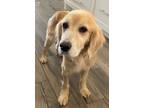 Adopt Golden Graham a Golden Retriever, Cocker Spaniel