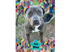 Adopt Ice Man a American Staffordshire Terrier