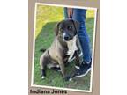 Adopt Indiana Jones a Labrador Retriever