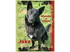 Adopt Jake a Shepherd