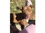 Adopt Red (Hannas courtesy) a Pit Bull Terrier, American Staffordshire Terrier