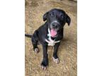 Adopt Lucas a Black Labrador Retriever, American Staffordshire Terrier
