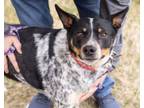 Adopt Sage a Australian Cattle Dog / Blue Heeler