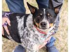 Adopt Doggo a Australian Cattle Dog / Blue Heeler