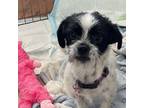 Adopt Jackie a Terrier, Shih Tzu