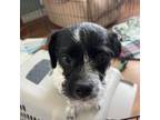 Adopt Brucie a Shih Tzu