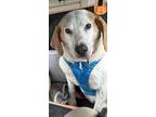 Adopt Roger a Foxhound, Hound