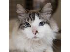 Adopt GoJo Khan a Siamese, Snowshoe