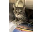 Adopt 2403-0044 Dorsey a Domestic Short Hair