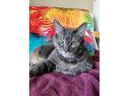 Adopt 2403-1138 Stitch a Domestic Short Hair