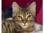 Adopt Meatball a Domestic Short Hair