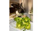 Adopt Ramsey a Bunny Rabbit