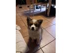 Adopt Windsor a Australian Shepherd, American Eskimo Dog