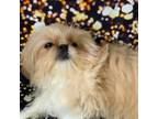 Shih Tzu Puppy for sale in Meridian, ID, USA