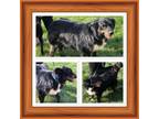 Adopt COOPER a Australian Shepherd