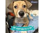 Adopt Theo a Mixed Breed
