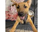 Adopt Tato a Mixed Breed