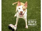 Adopt Nabisco a Pit Bull Terrier, Mixed Breed