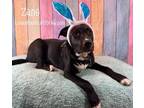 Adopt Zane a Black Labrador Retriever, Pit Bull Terrier