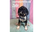Adopt Zade a Wire Fox Terrier, Wirehaired Pointing Griffon
