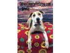 Adopt Reese a Labrador Retriever, Pit Bull Terrier