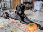 Adopt REESE a Black Labrador Retriever