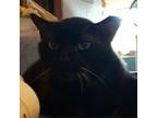 Adopt Sundance a Domestic Short Hair