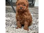 Poodle (Toy) Puppy for sale in Corona, CA, USA