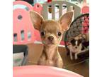 Chihuahua Puppy for sale in Crestline, CA, USA