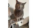 Adopt Bernie a Domestic Short Hair