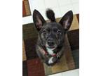 Adopt Jake a Schipperke