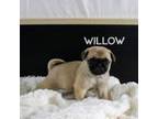 Willow