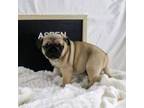 Pug Puppy for sale in Nappanee, IN, USA